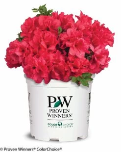 Bloom-A-Thon® Red Azalea -Garden Plant Store Bloom A Thon Red Azalea in Proven Winners Pot 32369.1519183404