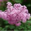 Bloomerang® Purpink™ Reblooming Lilac -Garden Plant Store Bloomerang Purpink Reblooming Lilac Flower Close Up 60810.1675173610