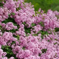 Bloomerang® Purpink™ Reblooming Lilac -Garden Plant Store Bloomerang Purpink Reblooming Lilac Flowering 27290.1675173656