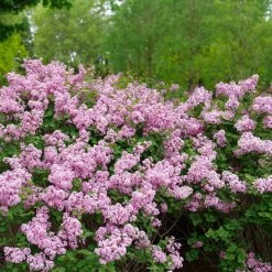 Bloomerang® Purpink™ Reblooming Lilac -Garden Plant Store Bloomerang Purpink Reblooming Lilac Growing 81605.1675173681