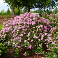 Bloomerang® Purpink™ Reblooming Lilac -Garden Plant Store Bloomerang Purpink Reblooming Lilac Growing in the Yard 70739.1675173670