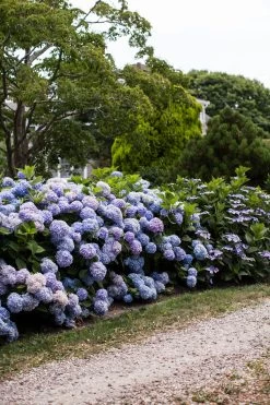 The Original Endless Summer Hydrangea 20 The Original Endless Summer Hydrangea -Garden Plant Store Blooming The Original Endless Summer Hydrangea Hedge 89953.1622573932