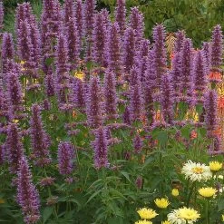 Blue Boa Hummingbird Mint