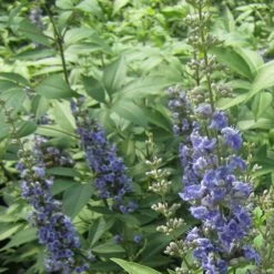 Blue Diddley® Chaste Tree