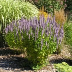 Blue Fortune Anise -Garden Plant Store Blue Fortune Anise 1 88636.1669050618