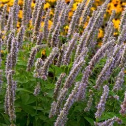 Blue Fortune Anise -Garden Plant Store Blue Fortune Anise 54758.1669050618