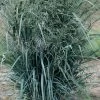 Blue Fountain Switch Grass -Garden Plant Store Blue Fountain Switch Grass Leaves Foliage 33798.1649189713