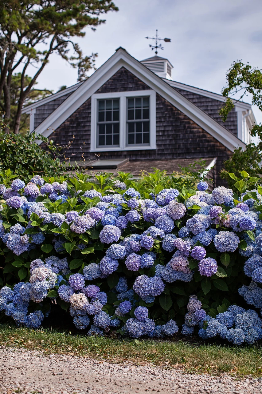 The Original Endless Summer Hydrangea 12 The Original Endless Summer Hydrangea - Image 10