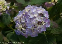 Let's Dance® Big Easy® Hydrangea -Garden Plant Store Blue Lets Dance Big Easy Hydrangea Flower 41039.1517773043