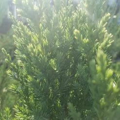 Blue Point Juniper -Garden Plant Store Blue Point Juniper Foliage in the Sunshine 25492.1501437089