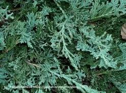 Blue Rug Juniper -Garden Plant Store Blue Rug Juniper Needles Up Close 63645.1500754654