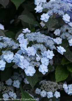 Tiny Tuff Stuff® Hydrangea -Garden Plant Store Blue Tiny Tuff Stuff Hydrangea Flowers 68599.1518384509