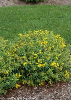 Blues Festival® St. John's Wort -Garden Plant Store Blues Festival Hypericum Bushes with Yellow Blooms 14881.1549755025