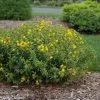 Blues Festival® St. John's Wort 2 Blues Festival® St. John's Wort -Garden Plant Store Blues Festival St. Johns Wort with Yellow Blooms c 10564.1549755025