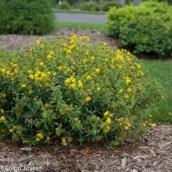 Blues Festival® St. John's Wort