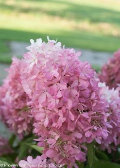 Zinfin Doll® Hydrangea -Garden Plant Store Blush Pink Zinfin Doll Hydrangea Flower Close Up 63144.1518387146