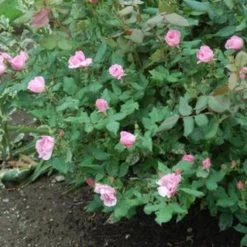 Blushing Knock Out® Rose -Garden Plant Store Blushing Knock Out Rose 13333.1666810312