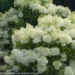 Bobo® Hydrangea