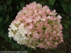 Bobo® Hydrangea Tree -Garden Plant Store Bobo Hydrangea Flower Up Close 41093.1692981717