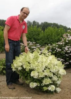 Bobo® Hydrangea -Garden Plant Store Bobo Hydrangea Shrub Covered in Flowers 44891.1517769538