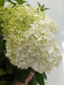 Bobo® Hydrangea Tree -Garden Plant Store Bobo Hydrangea Tree Close Up Flower 48594.1692981711