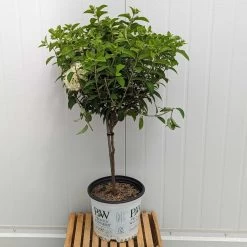 Bobo® Hydrangea Tree