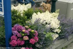 Bobo® Hydrangea -Garden Plant Store Bobo Hydrangea in Flower Garden 72889.1517769595