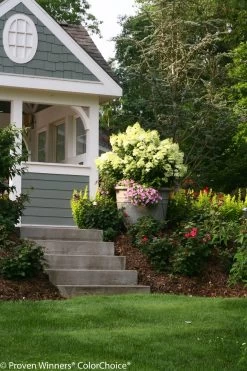 Bobo® Hydrangea -Garden Plant Store Bobo Hydrangea in Pot in Entryway 19951.1517769602