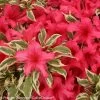 Bollywood® Azalea -Garden Plant Store Bollywood Azalea Shrub Foliage and Flowers 33041.1519183484
