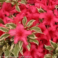 Bollywood® Azalea