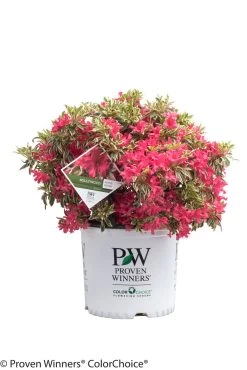 Bollywood® Azalea -Garden Plant Store Bollywood Azalea Shrub in Proven Winners Pot 90489.1519183494
