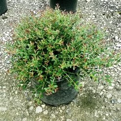 Bordeaux Dwarf Yaupon Holly
