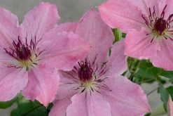 Boulevard Sarah Elizabeth Clematis 8 Boulevard Sarah Elizabeth Clematis -Garden Plant Store Boulevard Sarah Elizabeth Clematis Blooms 02790.1612211589