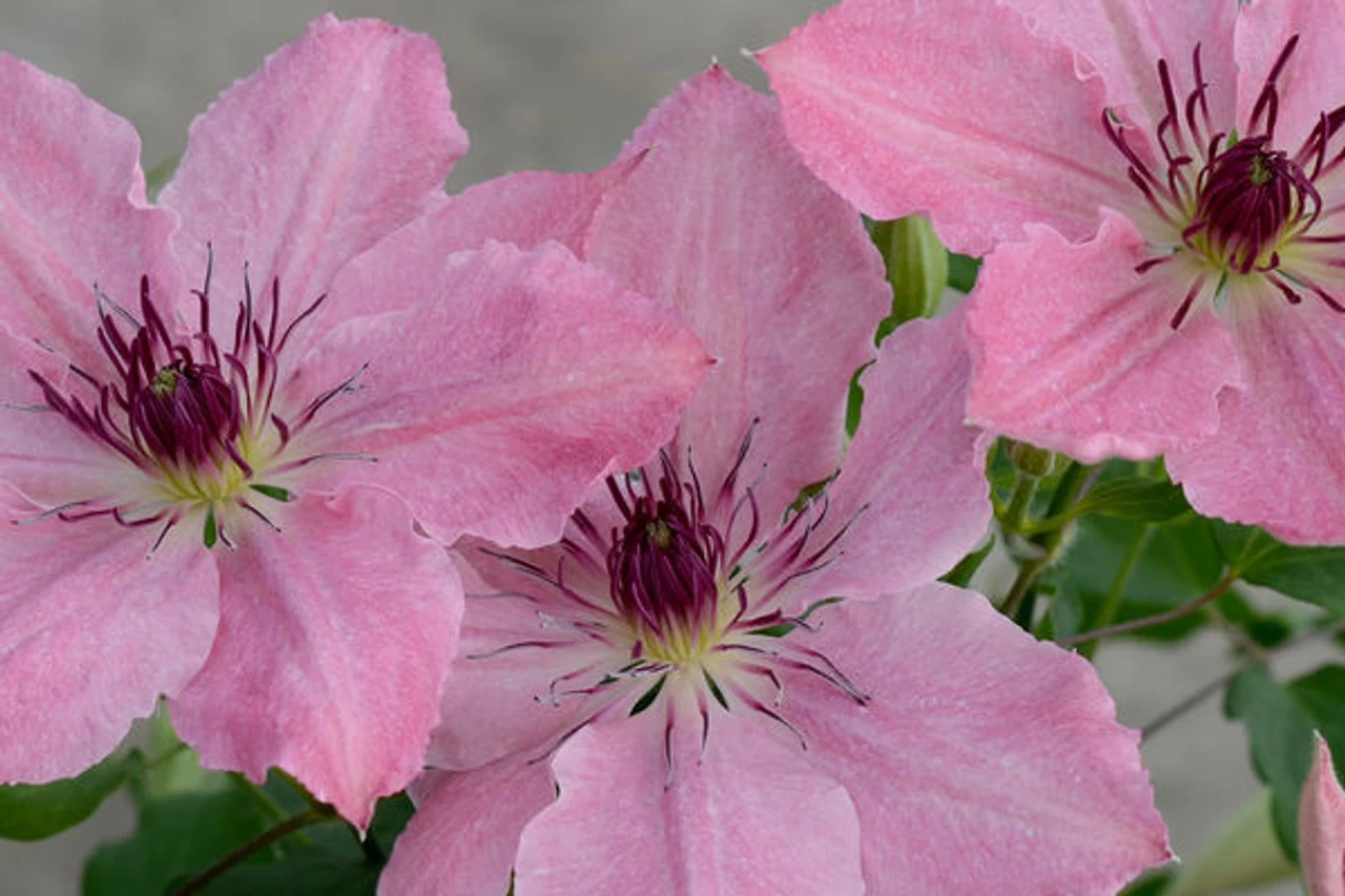 Boulevard Sarah Elizabeth Clematis 5 Boulevard Sarah Elizabeth Clematis - Image 3