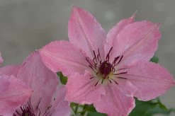Boulevard Sarah Elizabeth Clematis 9 Boulevard Sarah Elizabeth Clematis -Garden Plant Store Boulevard Sarah Elizabeth Clematis Flower Petals 39205.1612559639
