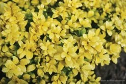 Brass Buckle® Japanese Holly -Garden Plant Store Brass Buckle Japanese Holly Foliage 35923.1523139939