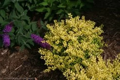 Brass Buckle® Japanese Holly -Garden Plant Store Brass Buckle Japanese Holly in the Landscaping 17237.1523139945