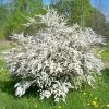 Bridal Wreath Spirea 2 Bridal Wreath Spirea -Garden Plant Store Bridal Wreath Spirea Shrub Covered in Flowers 96038.1682022775