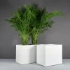 Brisbane Wide Rectangular Planters -Garden Plant Store Brisbane Wide Rectangular Planters with plants 00117.1661181146