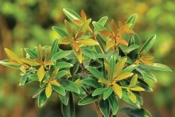 Bronze Beauty Cleyera -Garden Plant Store Bronze Beauty Cleyera Foliage 53548.1507086415