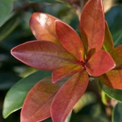 Bronze Beauty Cleyera