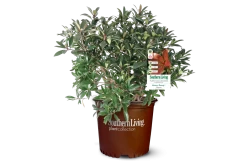 Bronze Beauty Cleyera -Garden Plant Store Bronze Beauty Cleyera in Southern Living Pot 98653.1640147229