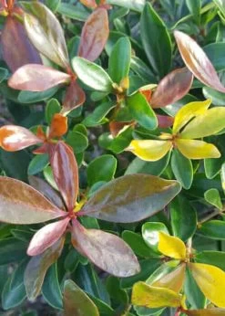 Bronze Beauty Cleyera -Garden Plant Store Bronze Beauty Cleyera leaves close up 90159.1640147165