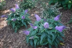 Pugster® Amethyst Butterfly Bush -Garden Plant Store Buddleia Pugster Amethyst Bushes with Purple Blooms 34459.1549755026
