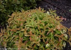 My Monet® Sunset Weigela -Garden Plant Store Burgandy Leaves on My Monet Sunset Weigela Shrub 66155.1523224961