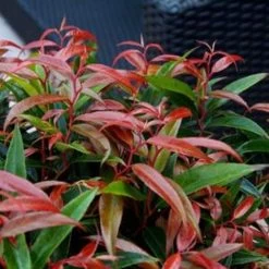 Burning Love Japanese Leucothoe -Garden Plant Store Burning Love Japanese Leucothoe Foliage Growing 90342.1650903435