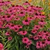 Butterfly 'Purple Emperor' Coneflower -Garden Plant Store Butterfly Purple Emperor Coneflower with Magenta Purple Blooms 89171.1615568572