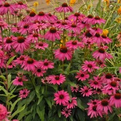 Butterfly 'Purple Emperor' Coneflower