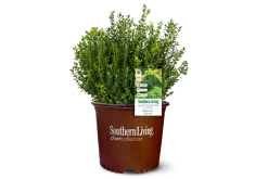 Baby Gem Boxwood -Garden Plant Store Buxus microphylla 31116.1639975137