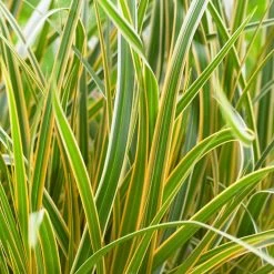 Evercolor® Everglow Carex 9 Evercolor® Everglow Carex -Garden Plant Store CAREX Everglow foliage 27691.1640681441